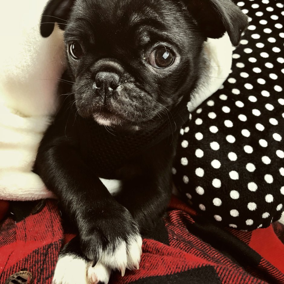 Бульдог французский злой