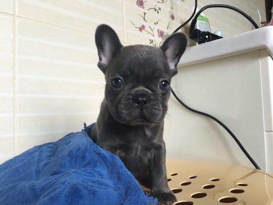 Карликовый французский бульдог