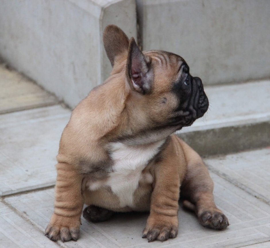 Флаффи французский бульдог