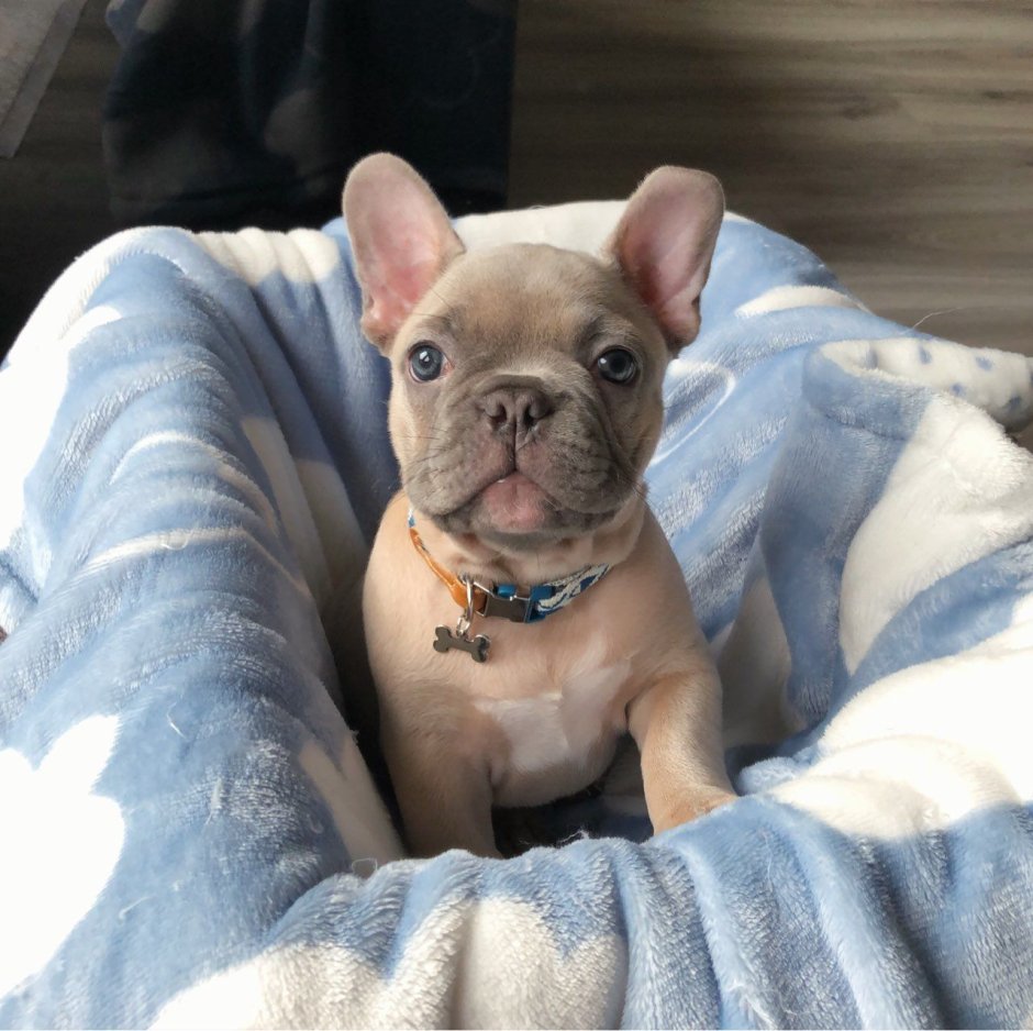 Окрас голубой фавн у французского бульдога