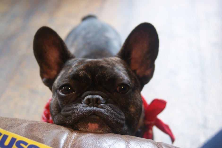 Фото телки с французскими бульдогами