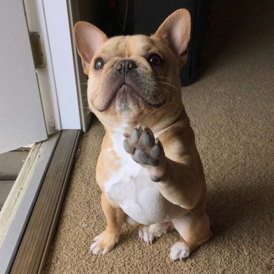 Французский бульдог мини