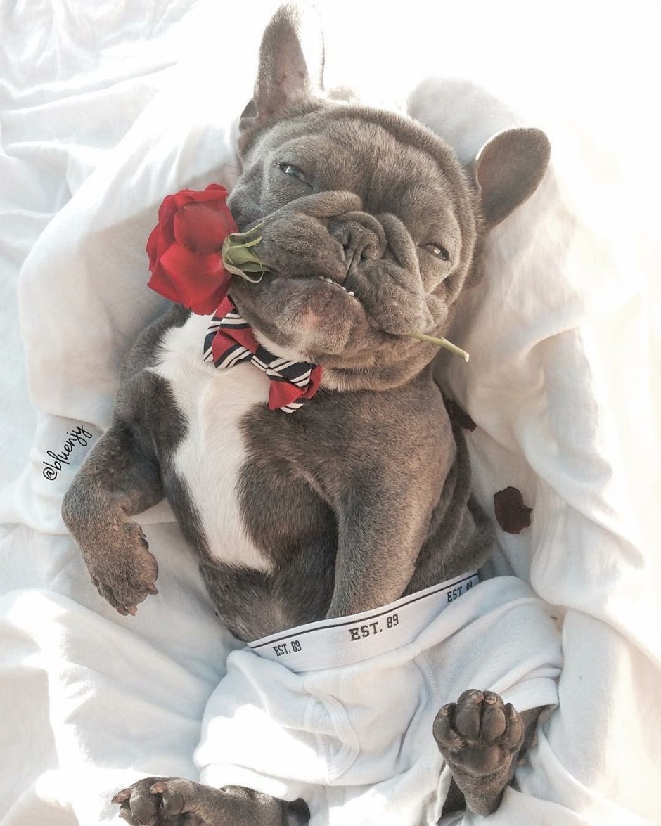 Французский бульдог Бруклин