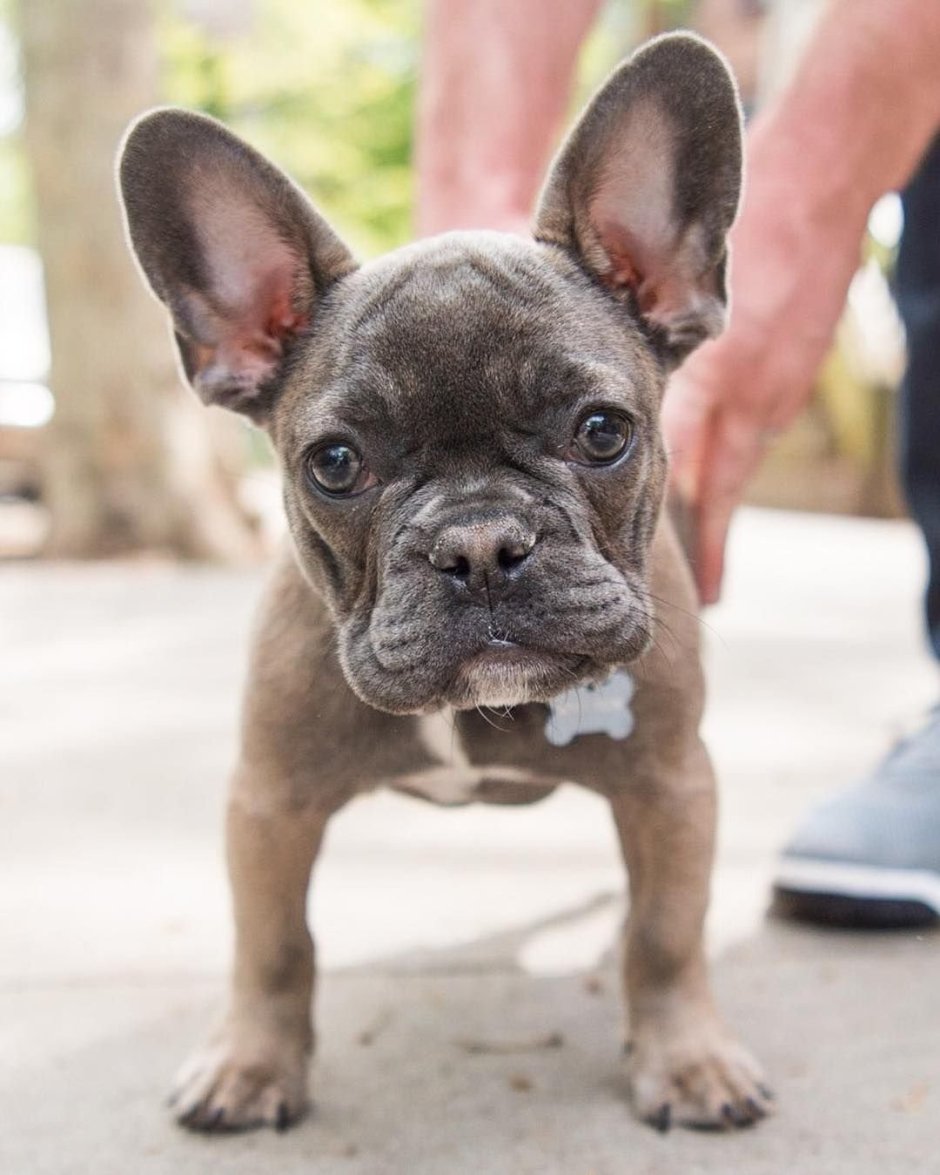 Лилак фавн французский бульдог