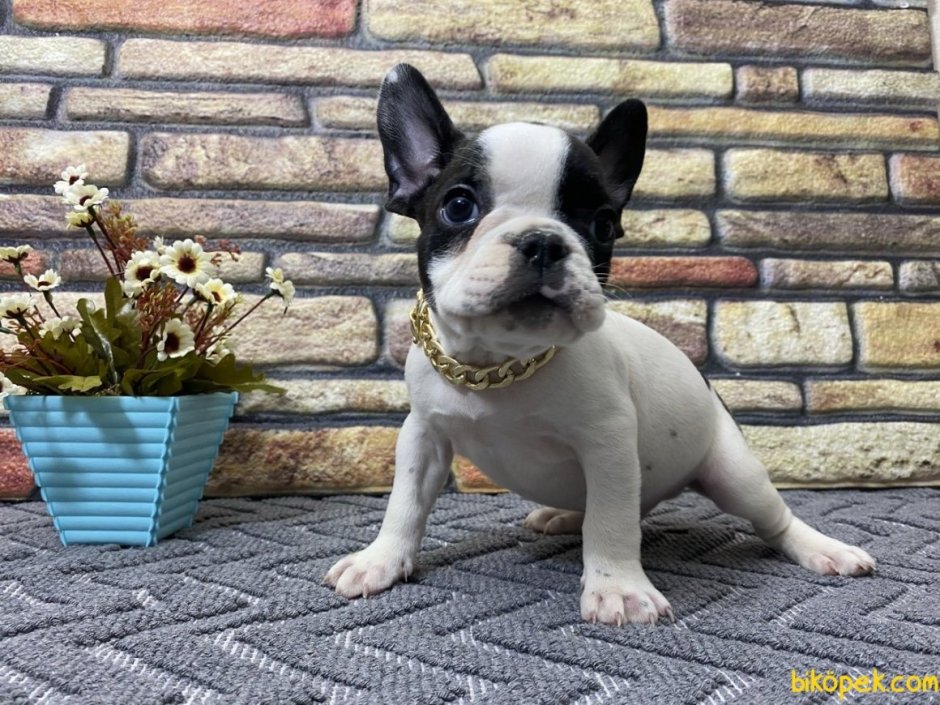 Высокопородные щенки французский бульдог