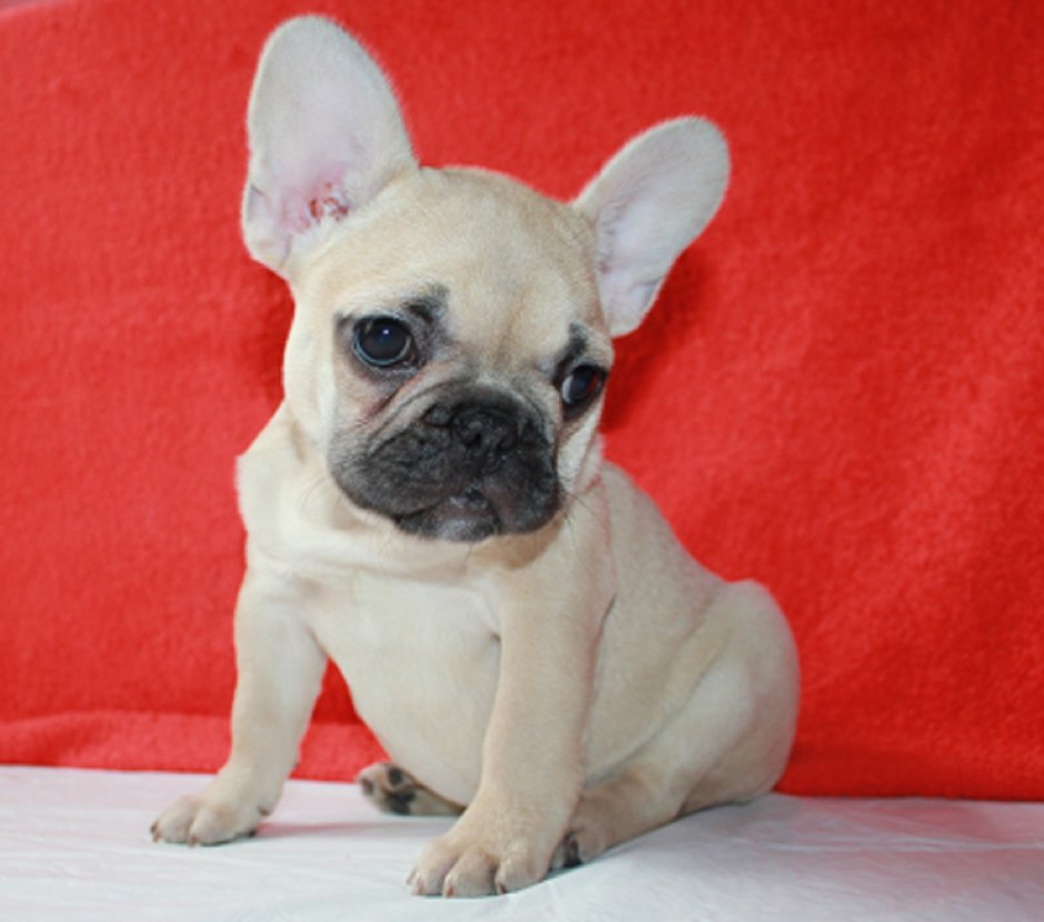 Французский бульдог голубого окраса большой
