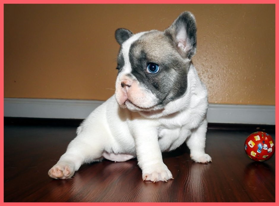 Окрас Изабелла Нью Шейд у французский бульдог