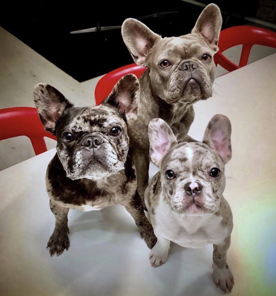 Французский бульдог Блю Тан Мерле