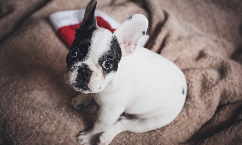 Французский бульдог Бэла