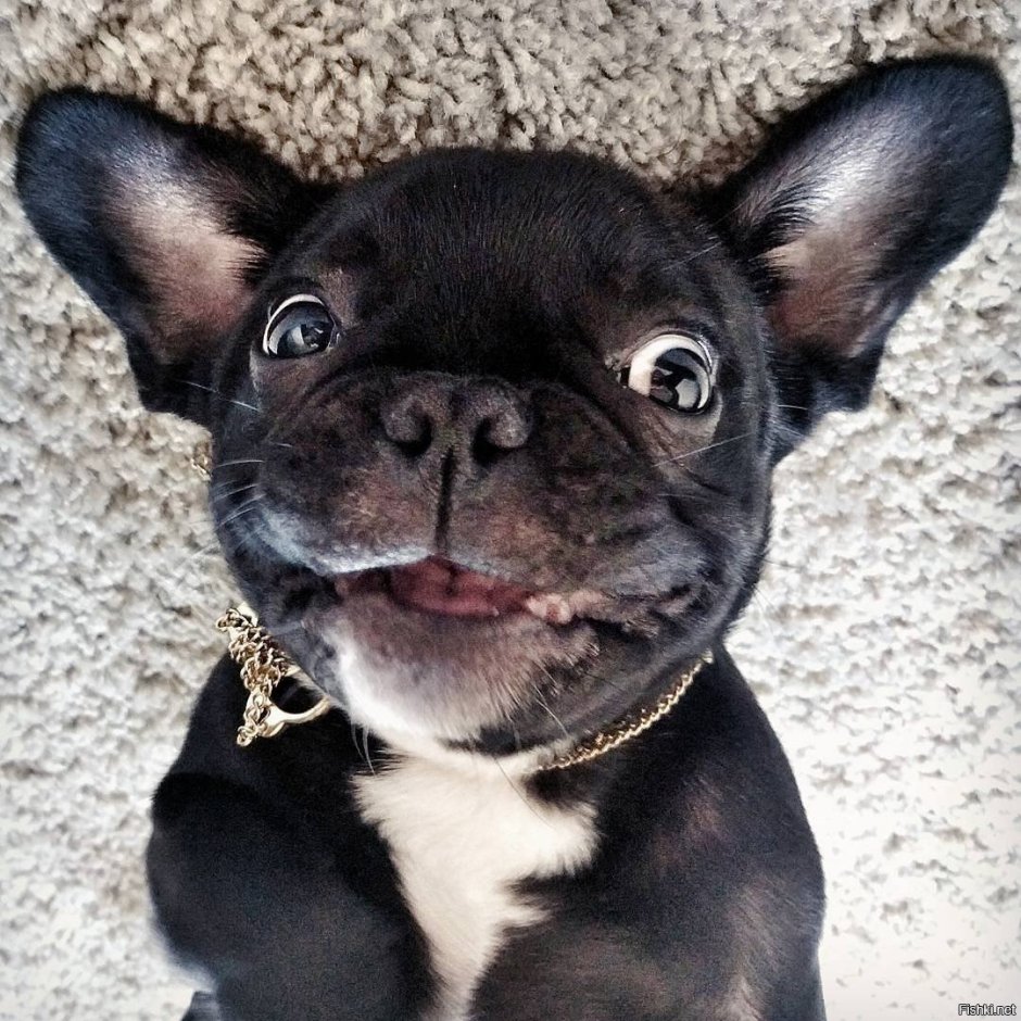 Бульдог окрас Изабелла