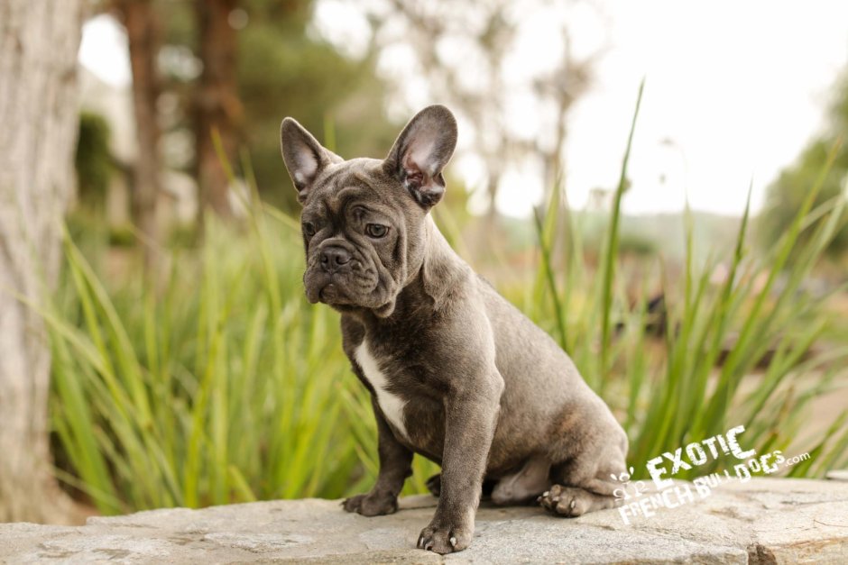 Голый французский бульдог