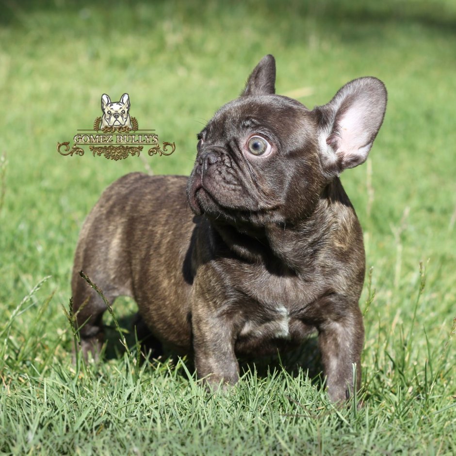 Щенки французский бульдог вид сзади