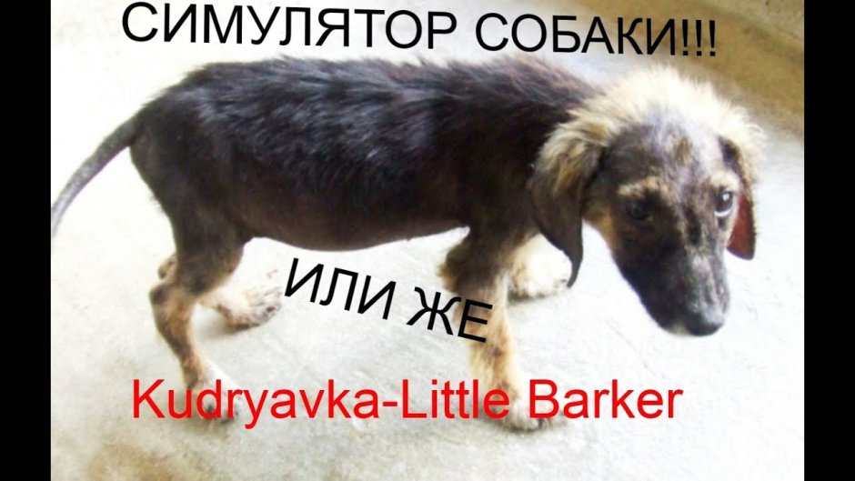 Левретка хохлатая