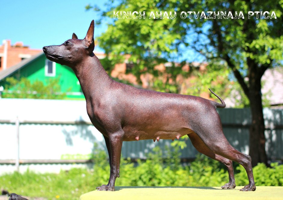 Ксолоитцкуинтли - ксоло
