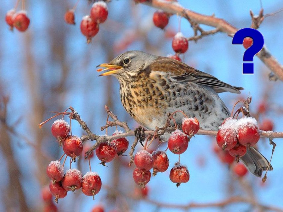 Дрозд рябинник Fieldfare turdus pilaris