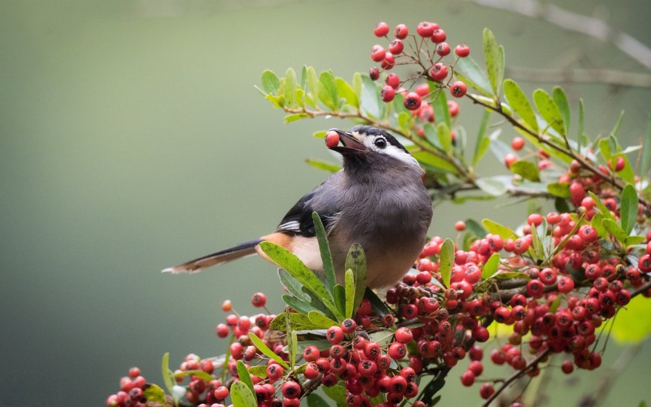 Дрозд-рябинник (turdus pilaris)