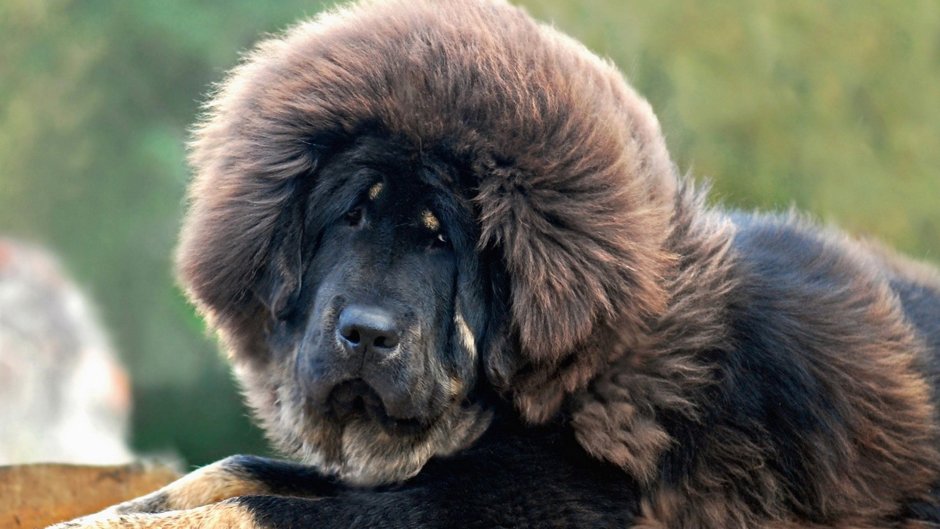 Тибетский мастиф гладкошерстный