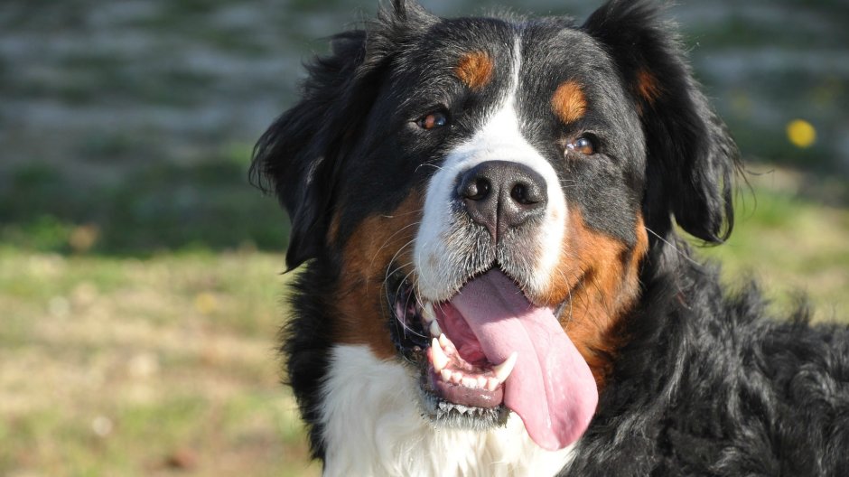 Huge Dog