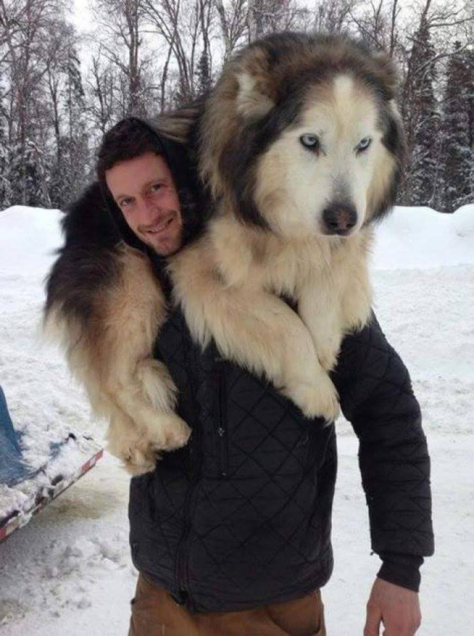 Маламут гигант