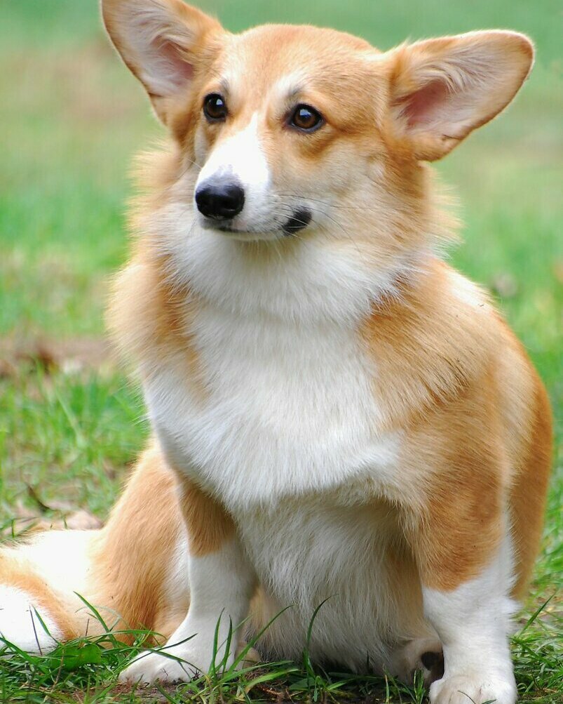 Вельш корги рыжий