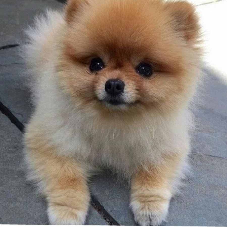 Чивини + чихуахуа