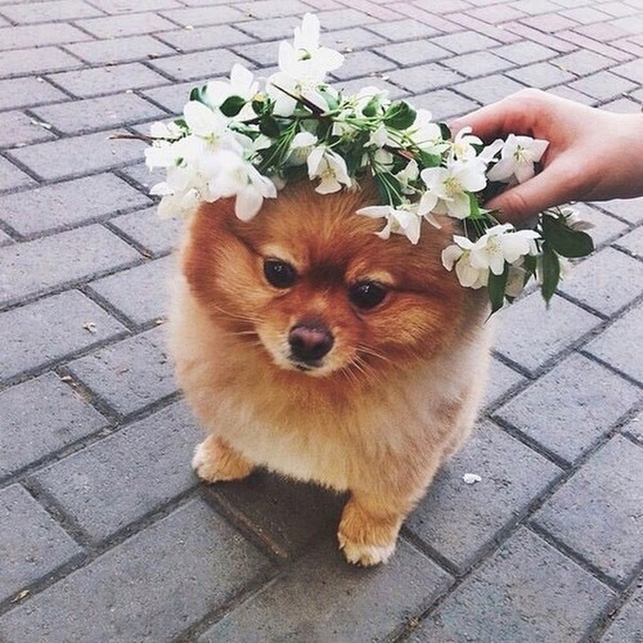 Шпиц на аву