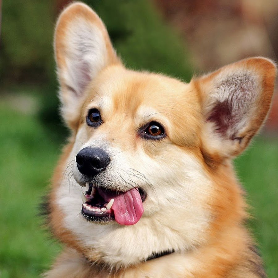 Чихуахуа рыжий гладкошерстный