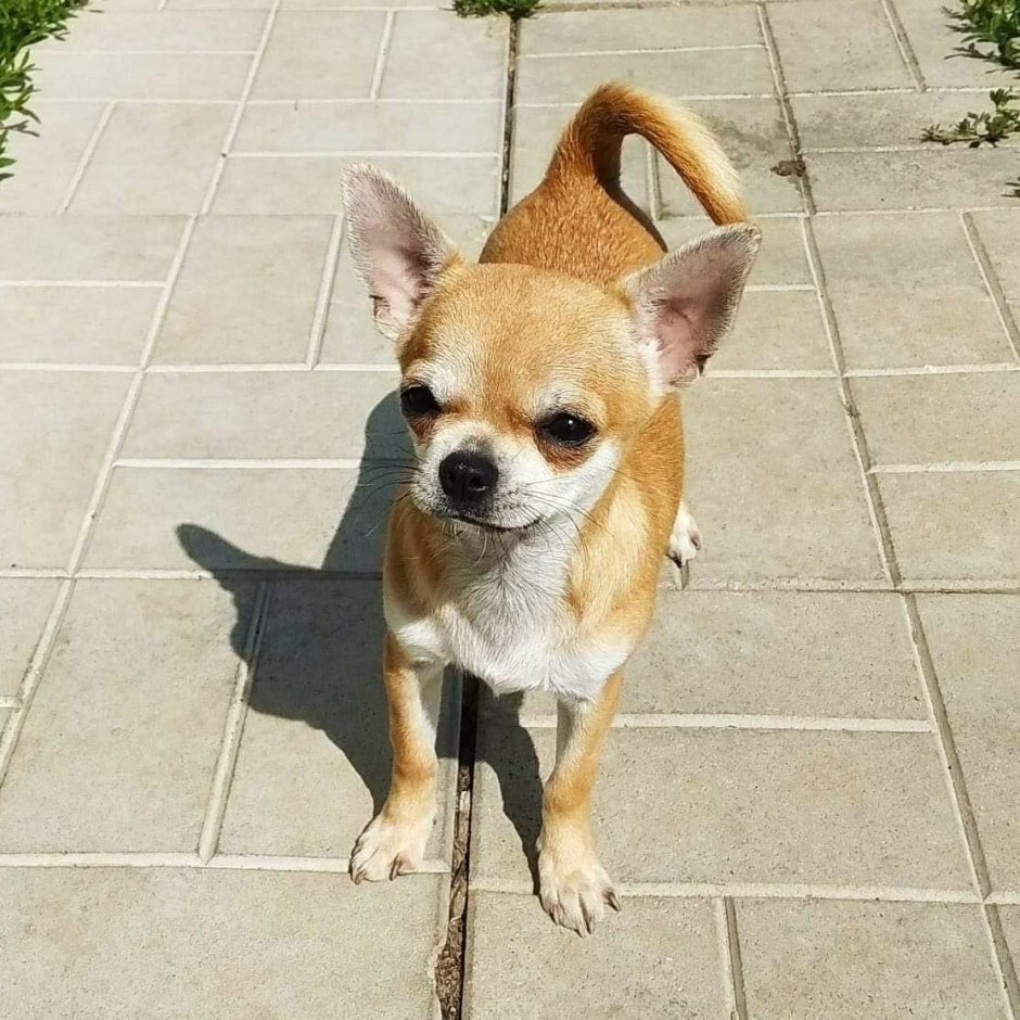 Чихуахуа шерсть вельш корги