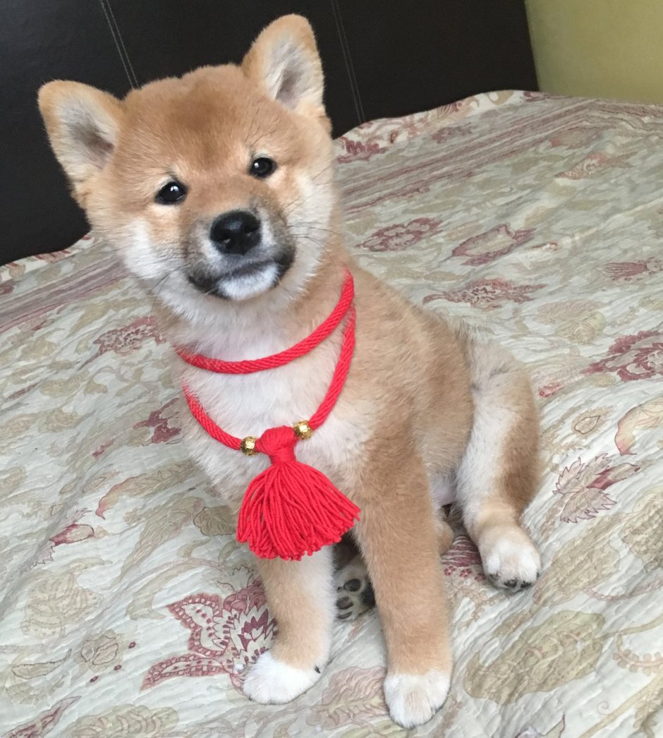 Собака сиба ину маленькая