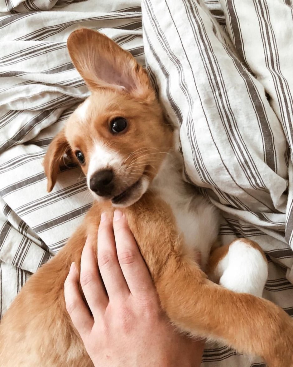 Чихуахуа гавкает