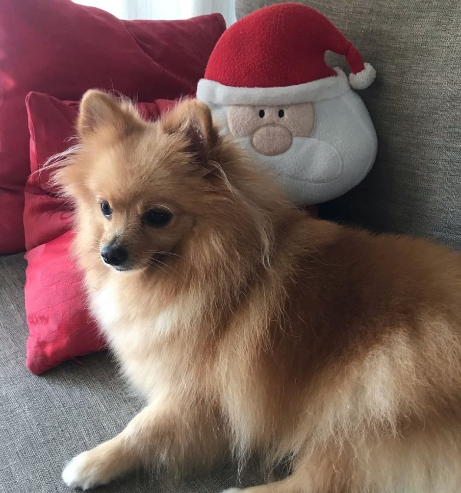 Померанский шпиц Лисичка