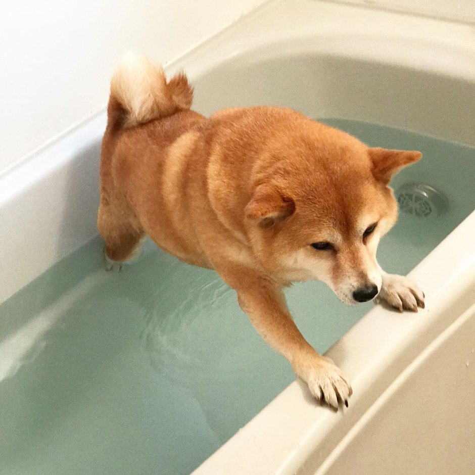 Три сиба ину