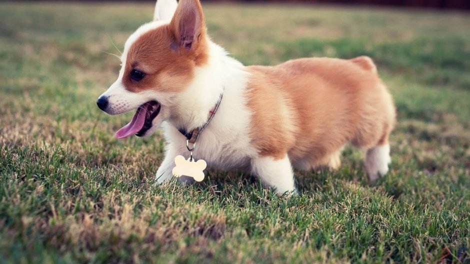 Швейцарский шпиц