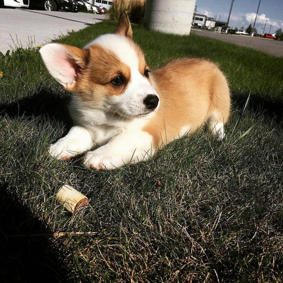 Щенок корги