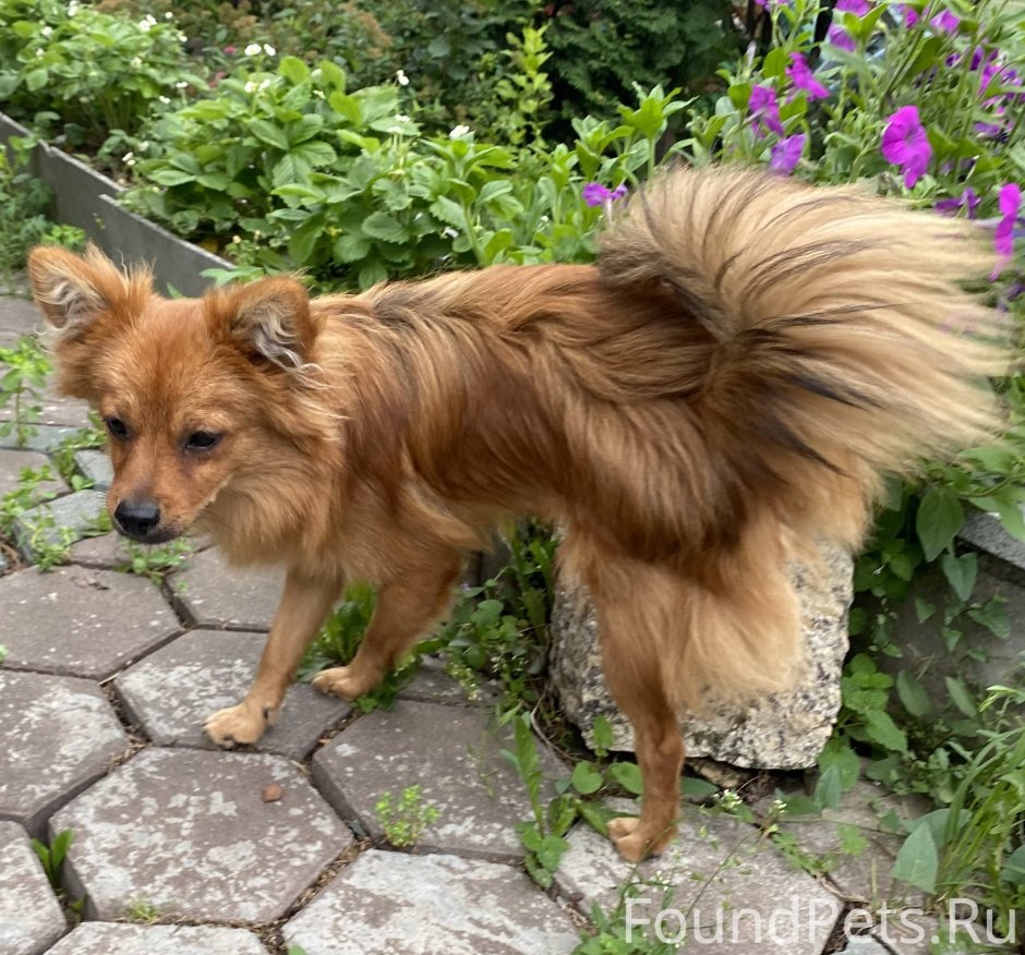 Маленькая рыжая собака порода