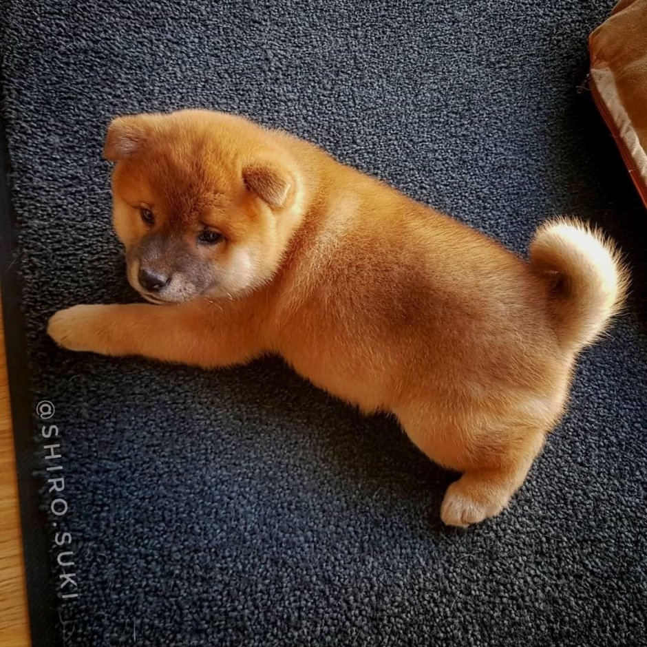 Маленькие рыжие собачки