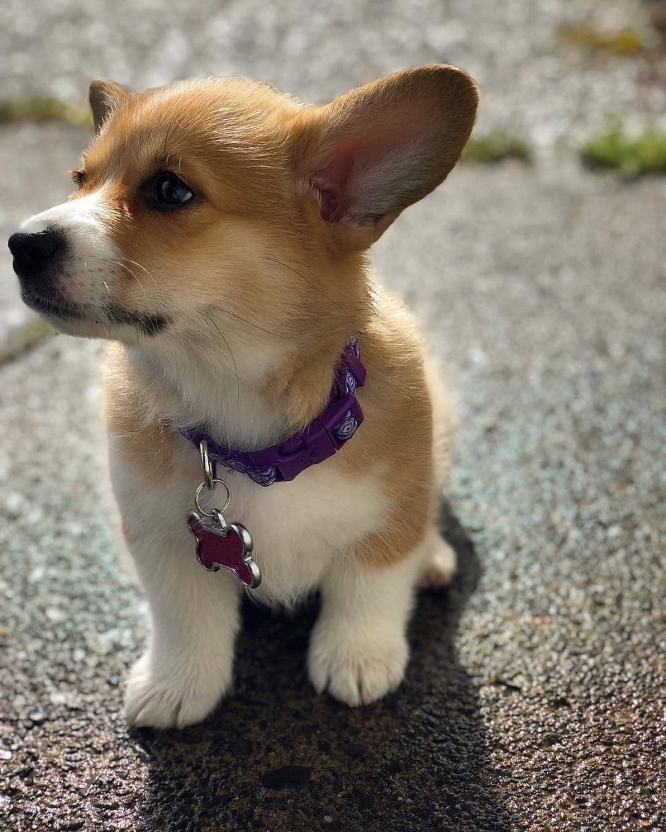 Чихуахуа длинношерстные рыжие