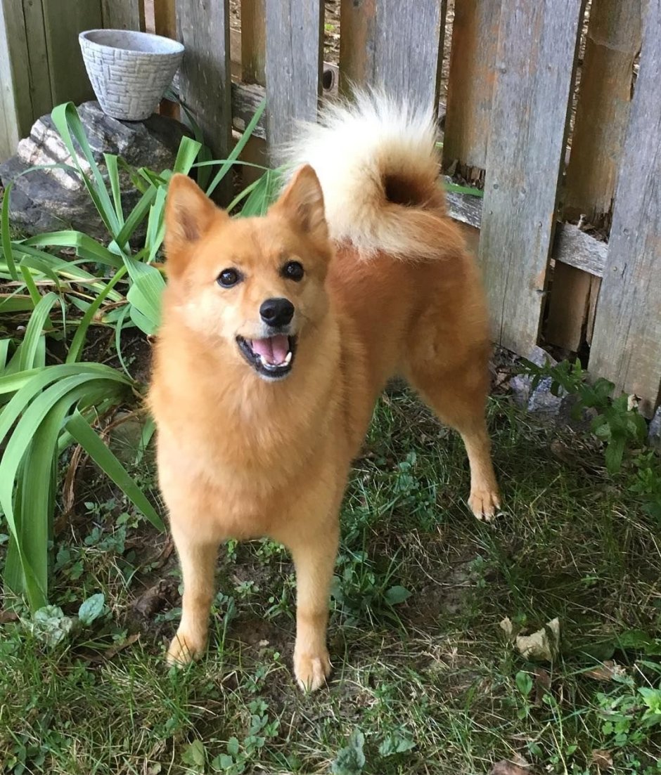 Маленькая рыжая собачка