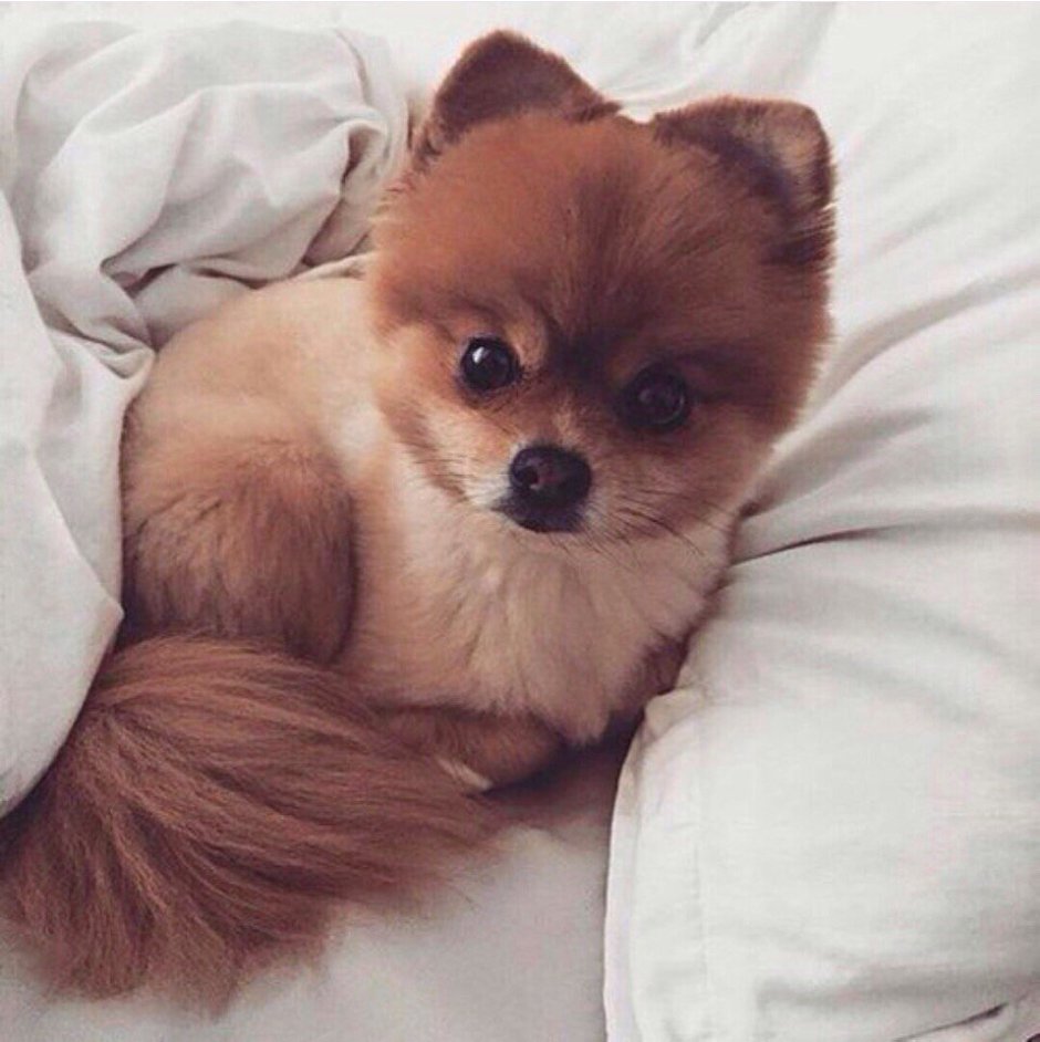 Шпиц флаффи