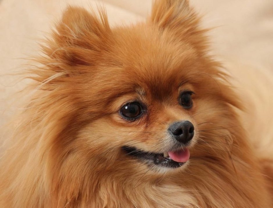 Каштанка порода собаки