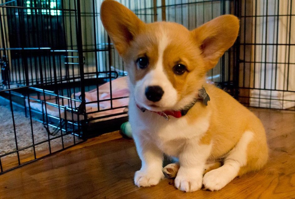 Собака рыжая Медвежонок