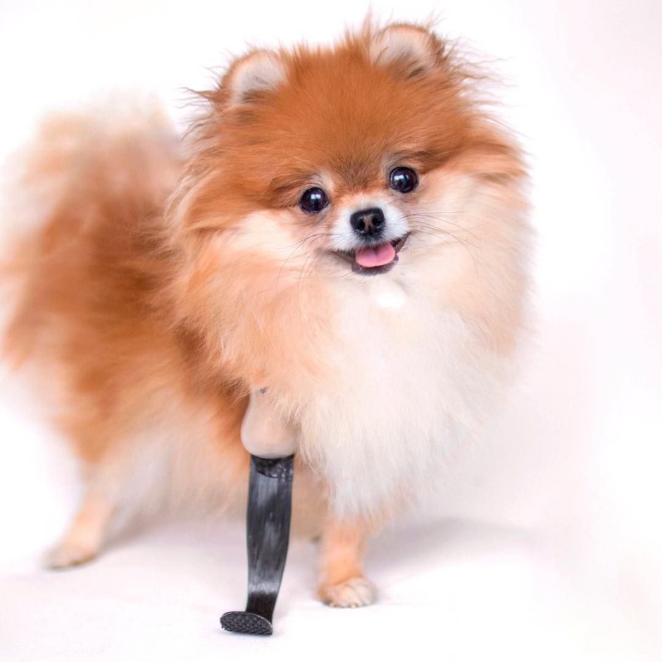 Порода собак чихуахуа чихуахуа