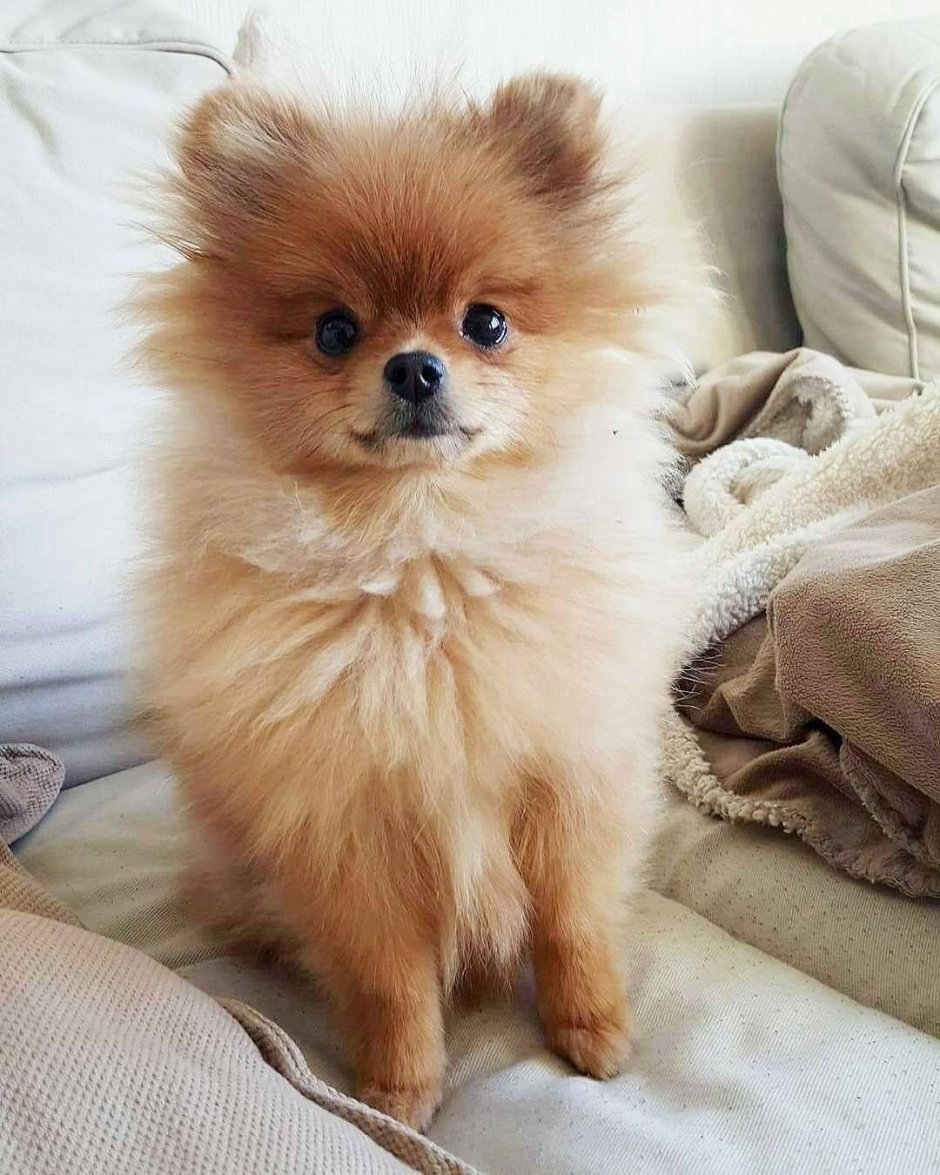 Чихуахуа гладкошерстный соболиный