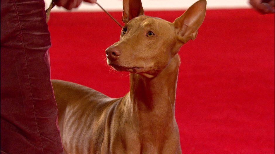 Pharaoh Hound