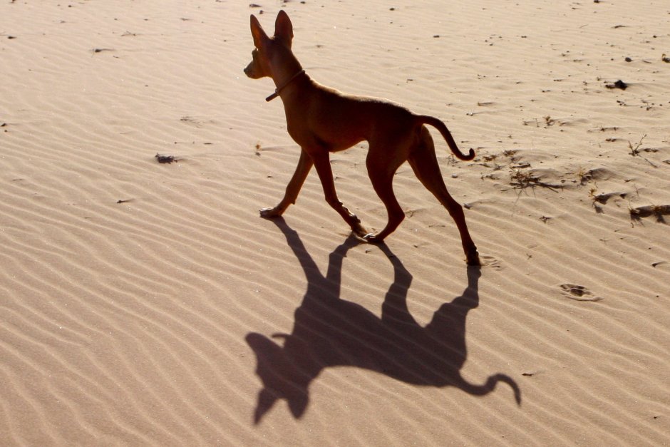 Amber Dog