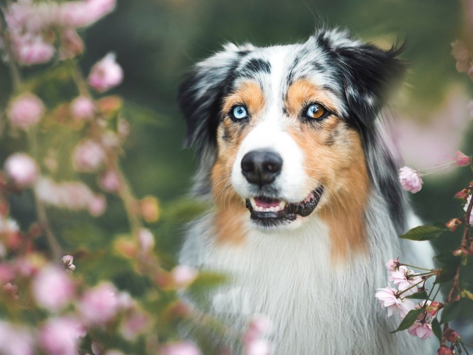 Bernese Mountain Dog Puppy