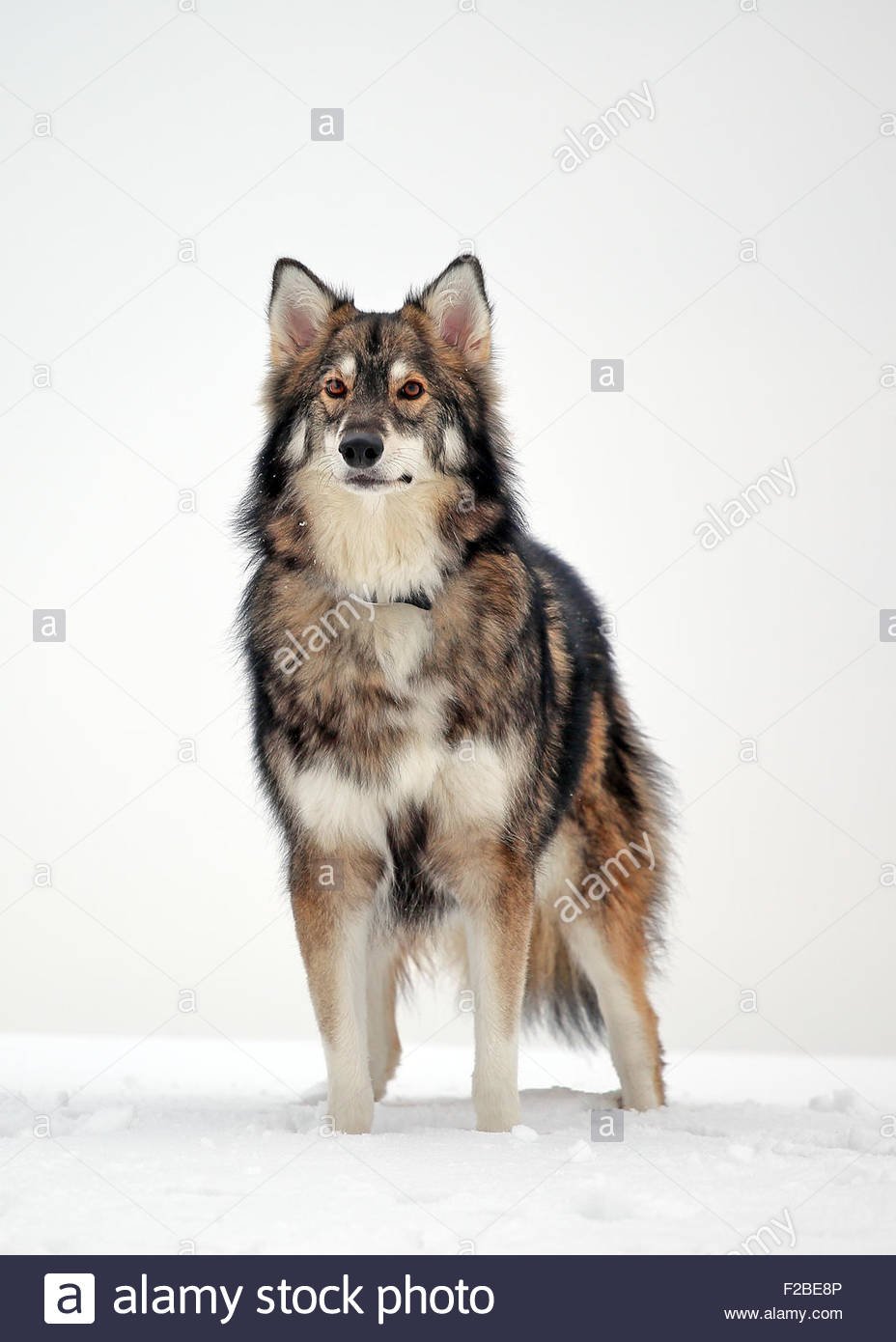 Гренландский утонаган