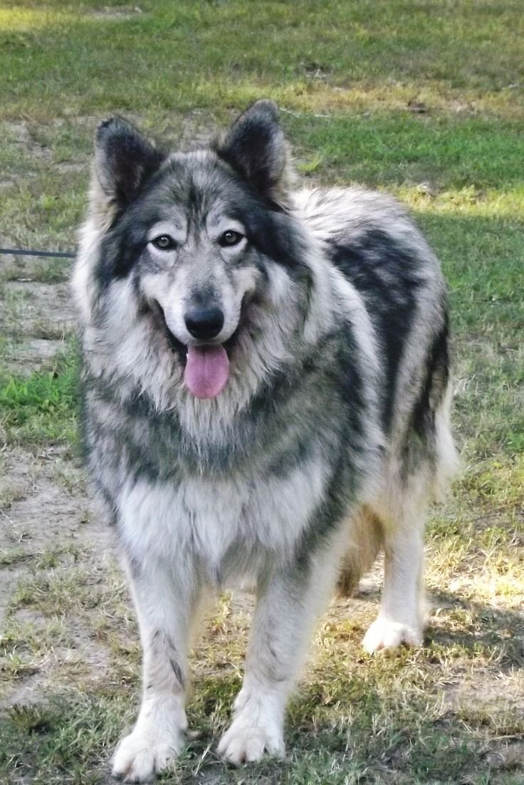 Маламут утонаган