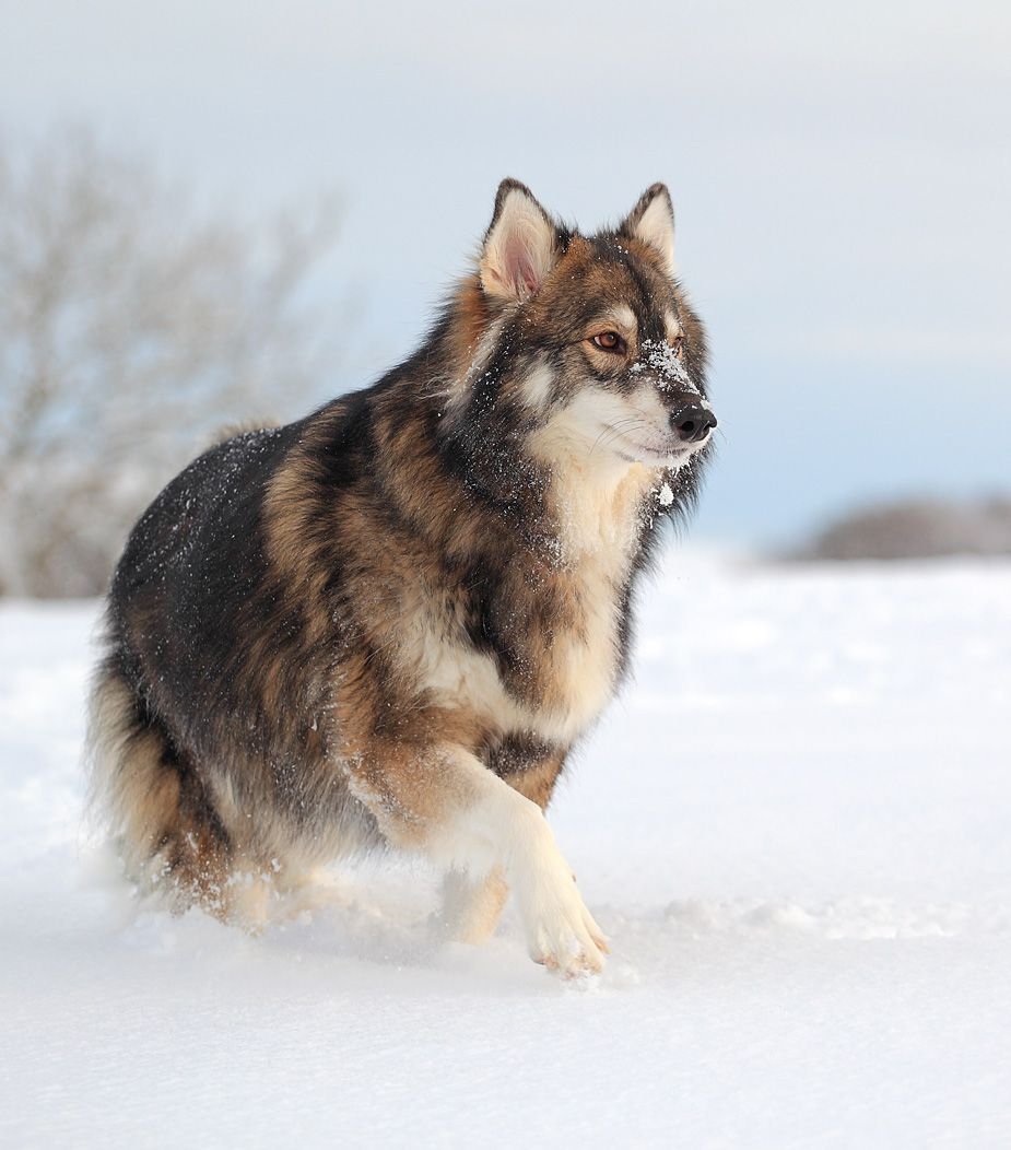 Порода собак утонаган