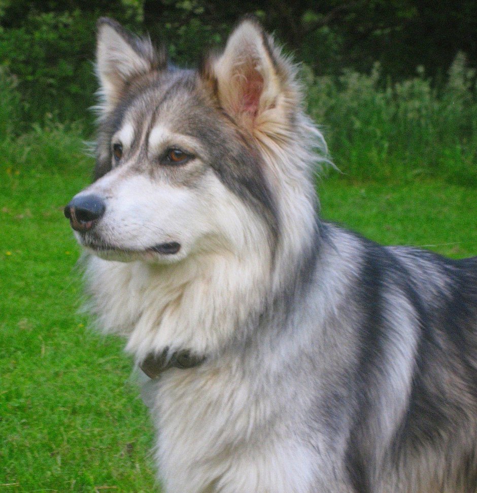 Порода утонаган